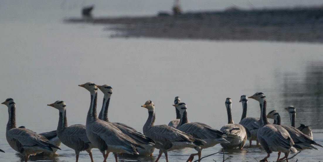 Sur Sarovar Bird Sanctuary